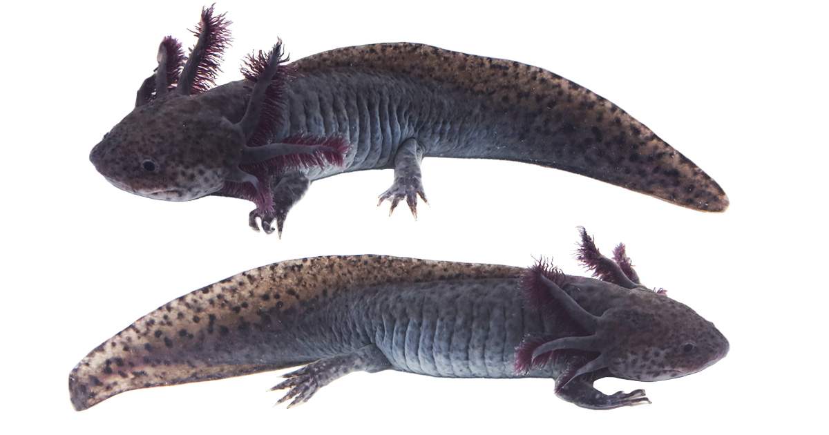 Axanthic Axolotl WYSIWYG
