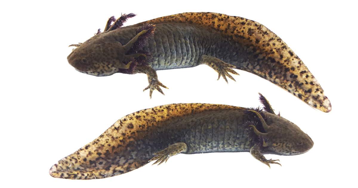 Wild-Type Axolotl WYSIWYG