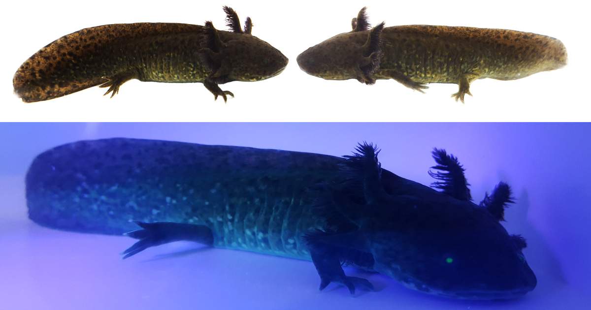 Wild-Type GFP Axolotl WYSIWYG