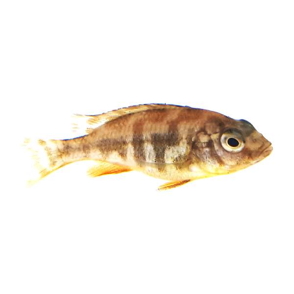 Venustus Giraffe Cichild