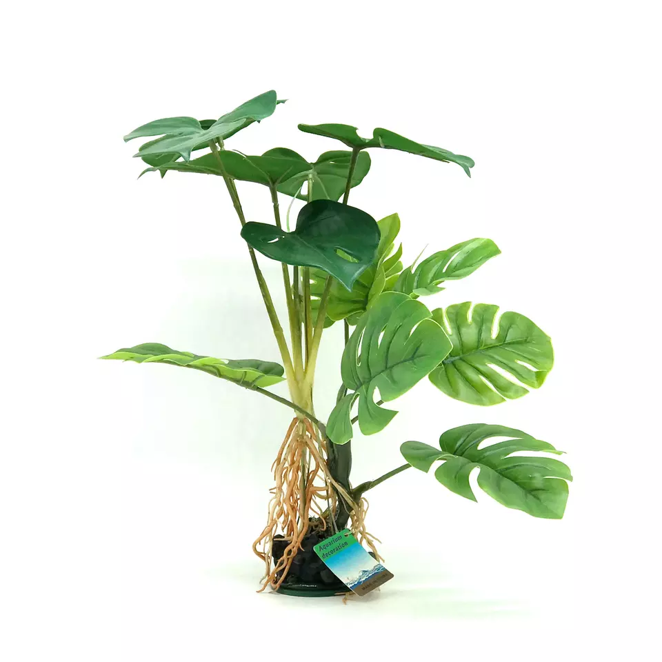 Sword like Plant with Large Green Leaves, 12 D22402