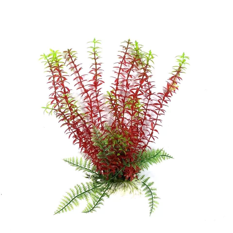 Red/Green Narrow Leaf Plant, 9 025351