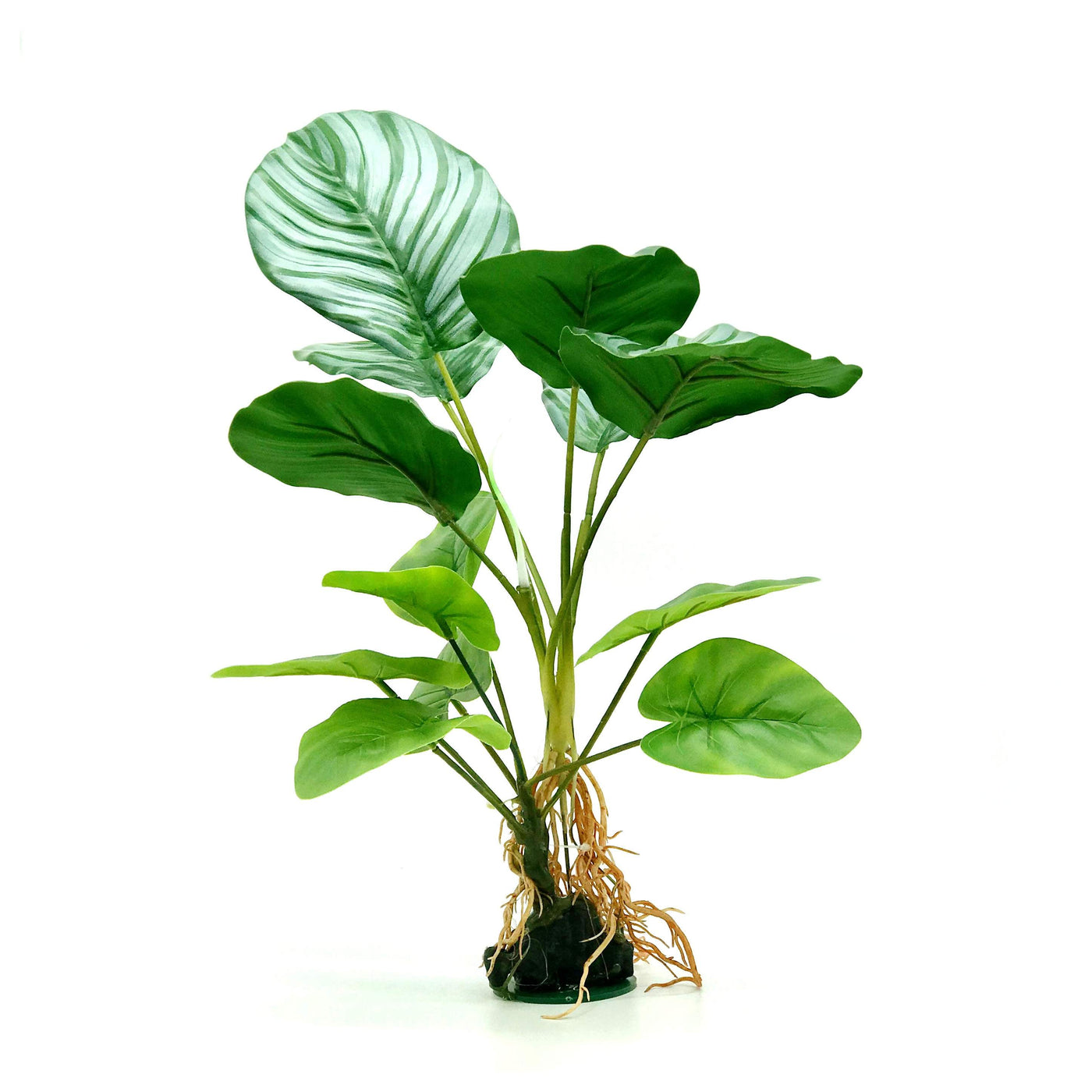 Green Large Leaf Plant, 12 D22403