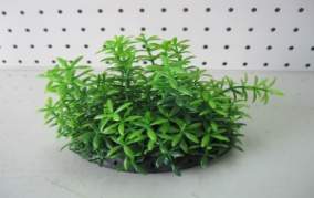 Small Green Bushy Leaf Plant, 2-3 027092