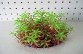 Small Green/Red Bushy Leaf Plant, 2-3 027091