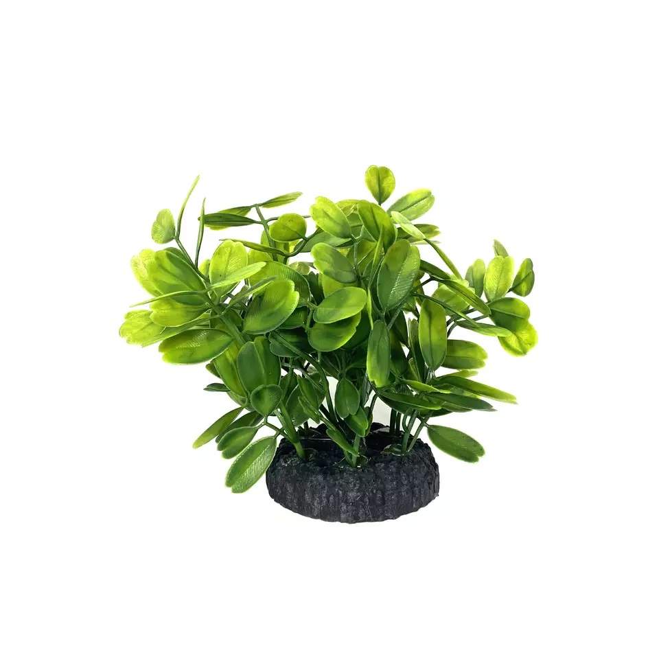 Green Bushy Small Leaf Plant, 5 05010