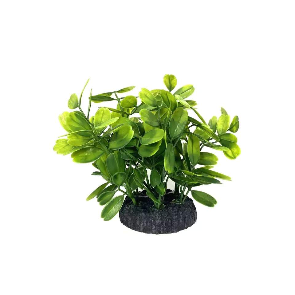 Green Bushy Small Leaf Plant, 5 05010