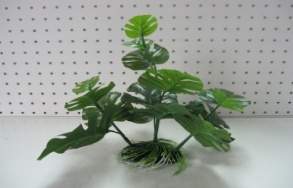 Green Large Leaf Plant, 5-7 A5722