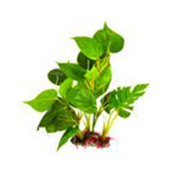 Large Leaf Plant with Red Roots Med, 6-8 1220
