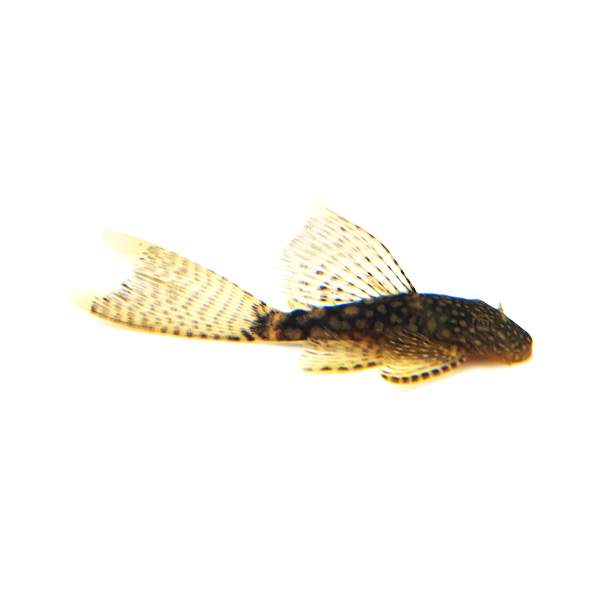 Longfin Bristlenose Pleco 1-2