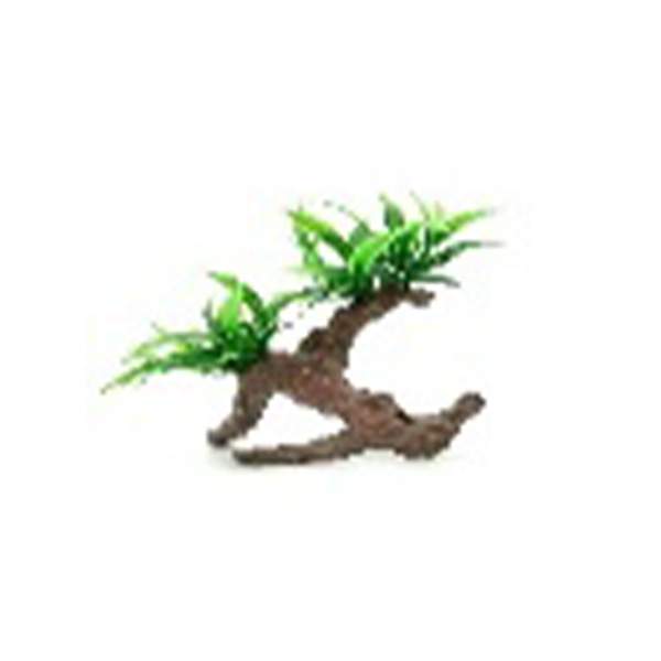 Long Green Leaf Plant on Driftwood, 6-8 1224172