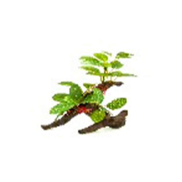 Anubias Plant on Driftwood, 6-8 1524202