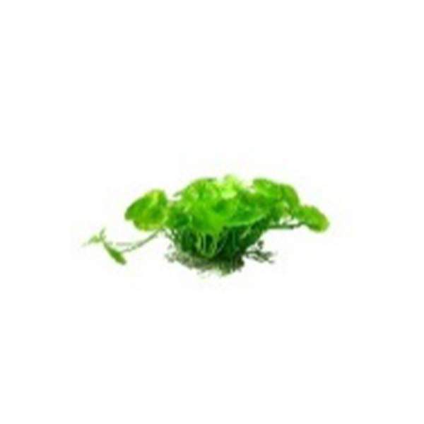 Green Plant with Clovers, 4-5 30122