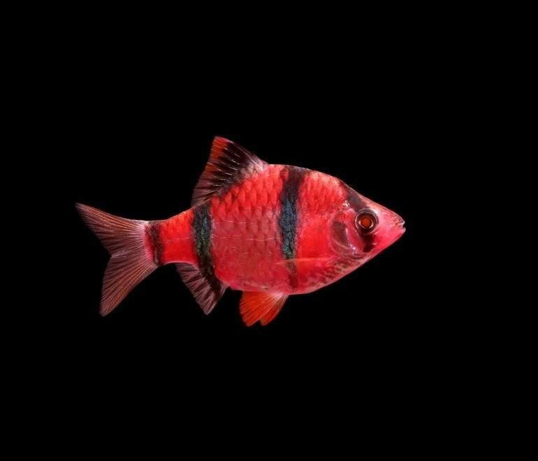 Starfire Red GloFish Tiger Barb
