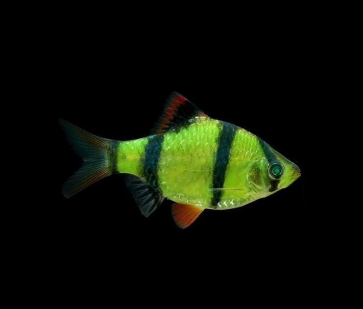 Electric Green Glofish Tiger Barb