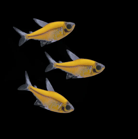 Sunburst Orange GloFish Pristella