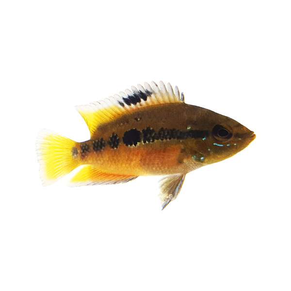 Salvini Cichlid