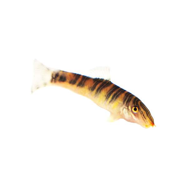 Zebra Loach