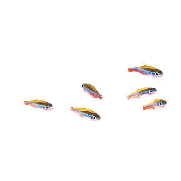 Green Neon Tetra