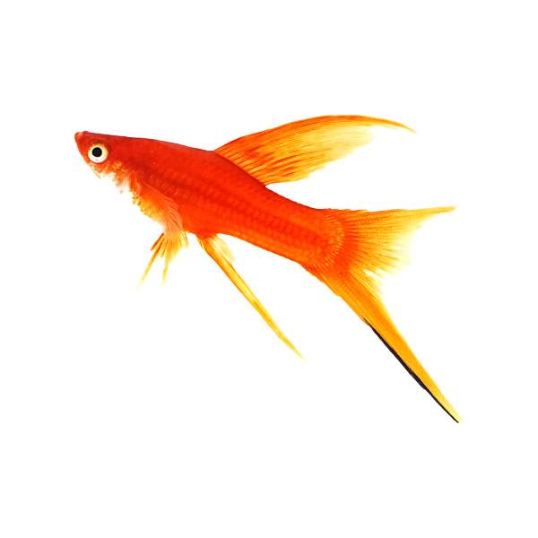 HiFin Red Swordtail