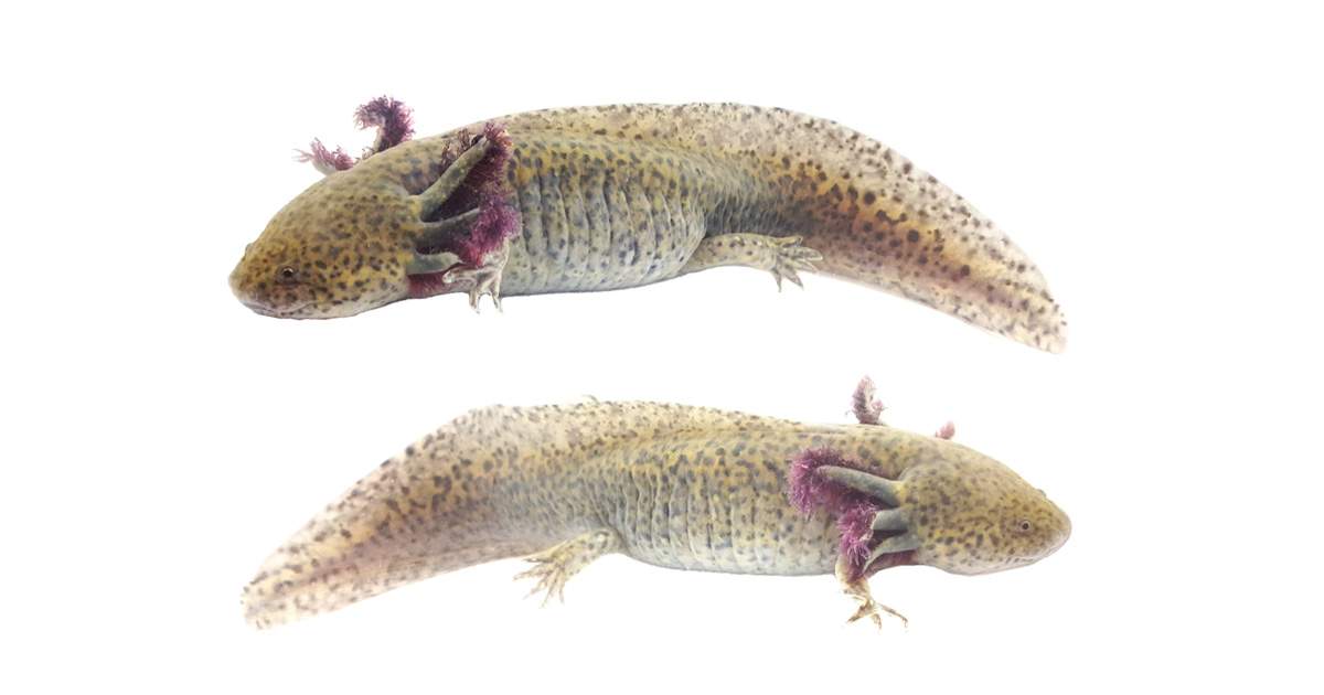 Light Wild-Type Axolotl WYSIWYG