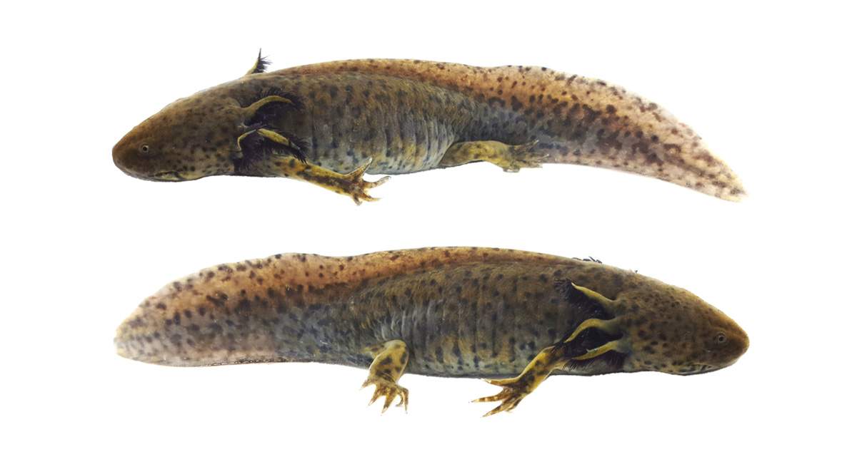 Wild-Type Axolotl WYSIWYG