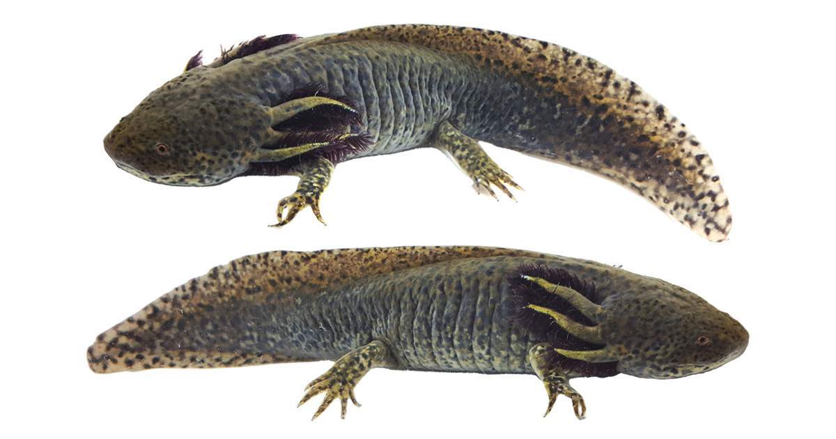 Wild-Type Axolotl WYSIWYG