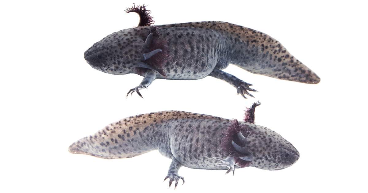 Axanthic Male Axolotl WYSIWYG