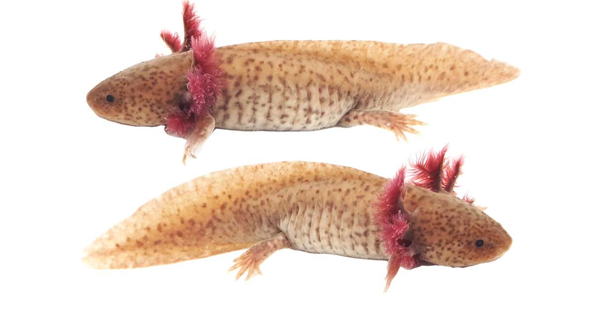 Copper Axolotl WYSIWYG