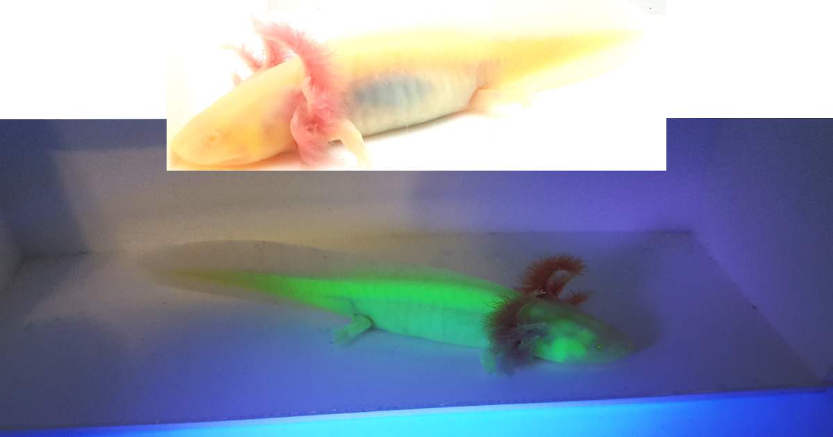 Albino GFP Axolotl WYSIWYG