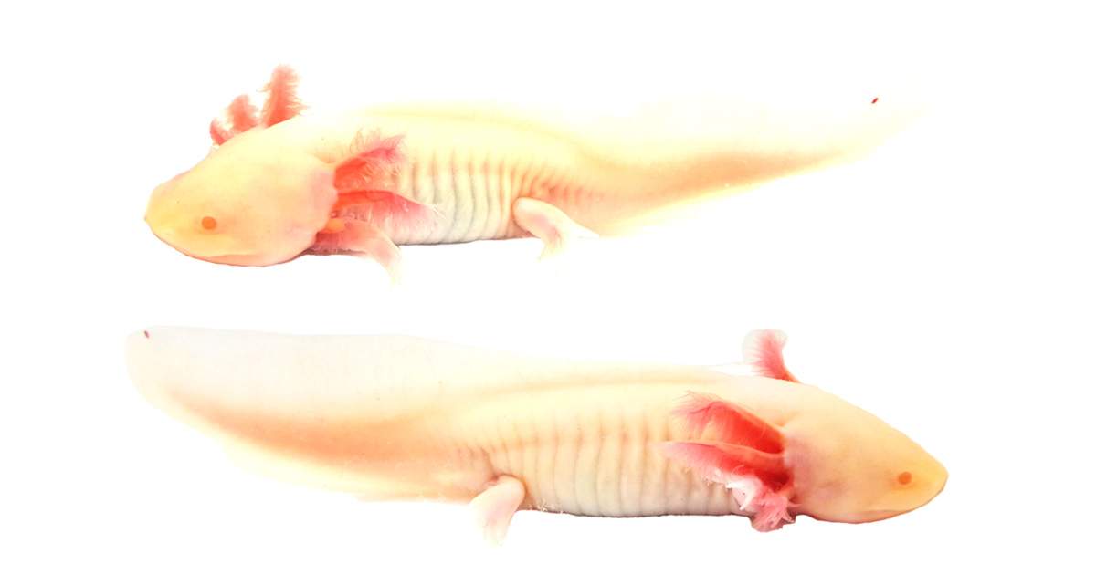 Albino Axolotl WYSIWYG