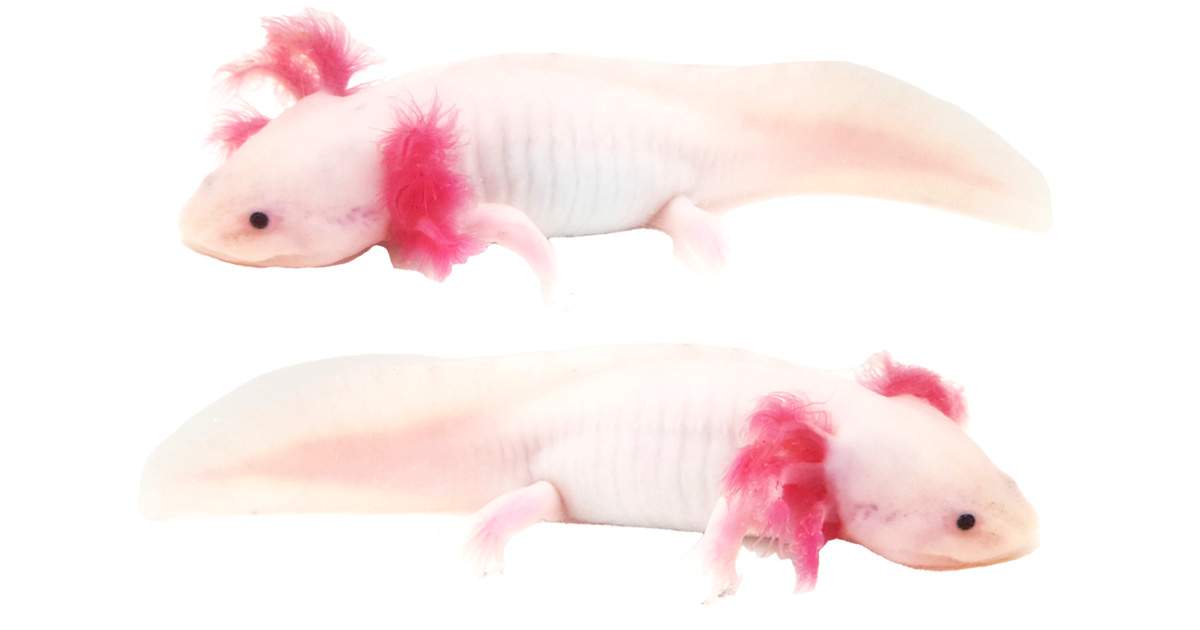 Leucistic Axolotl WYSIWYG