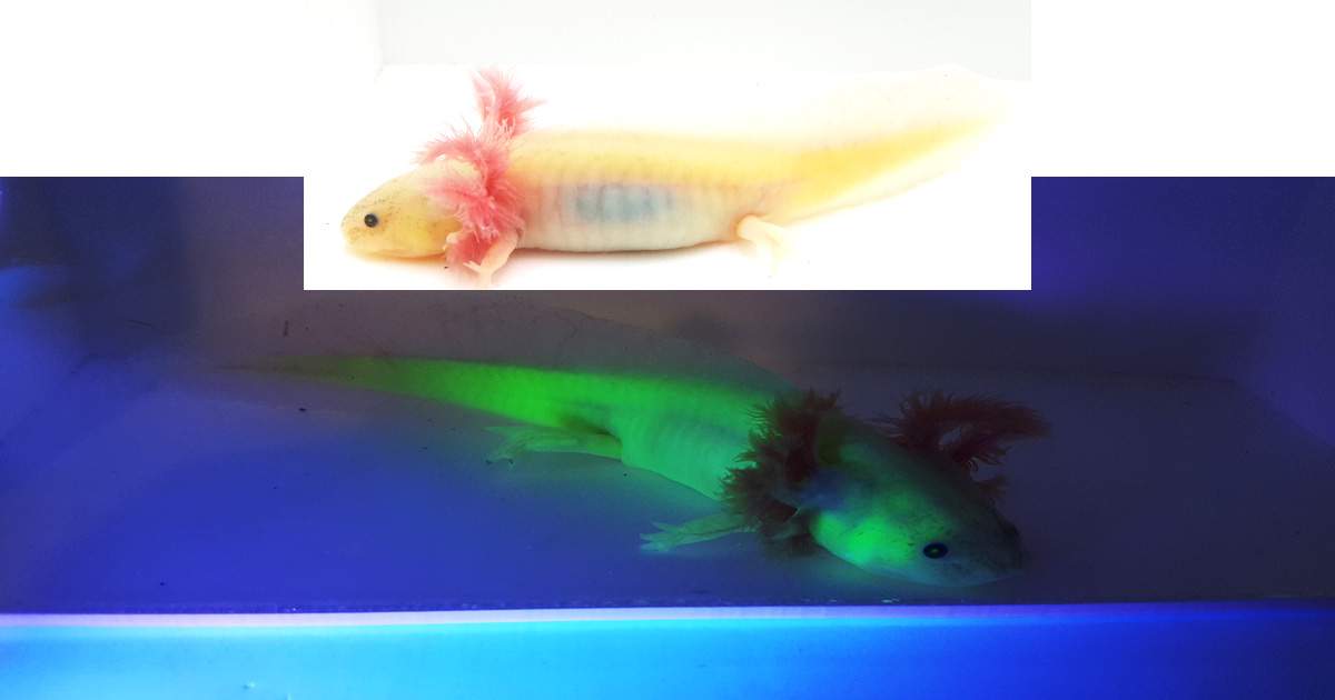 Leucistic GFP Axolotl WYSIWYG