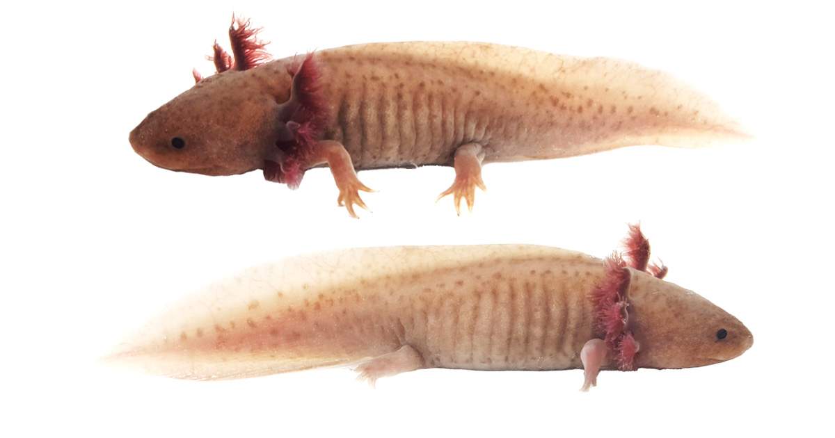 Copper Melanoid Axolotl WYSIWYG