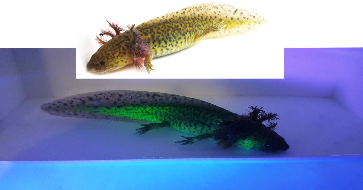 Light Wild-Type GFP Axolotl WYSIWYG