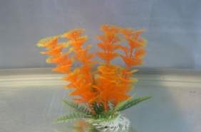 Green/Orange Hornwort Plant, 5-7 932171