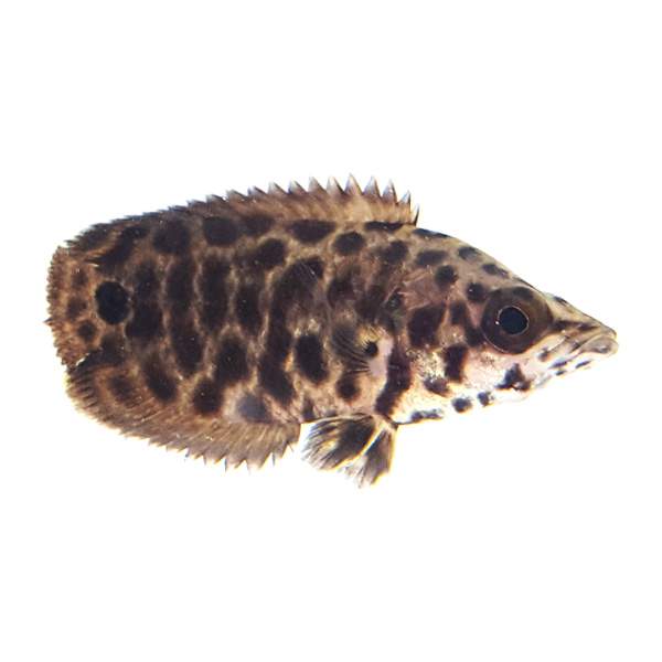 Leopard Bush Fish 2