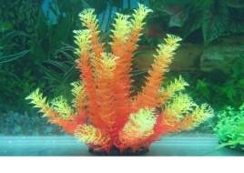 Orange/Green Hornwort like Plant