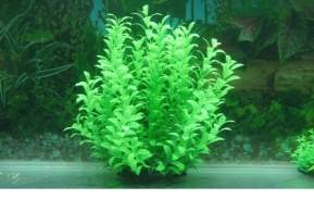 Green Small Leaf Plant