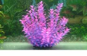 Purple Small Leaf Plant