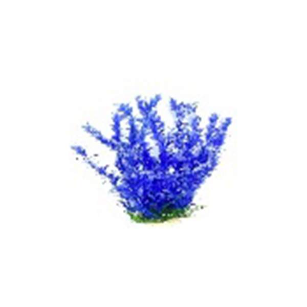 Blue Small Leaf Plant035435