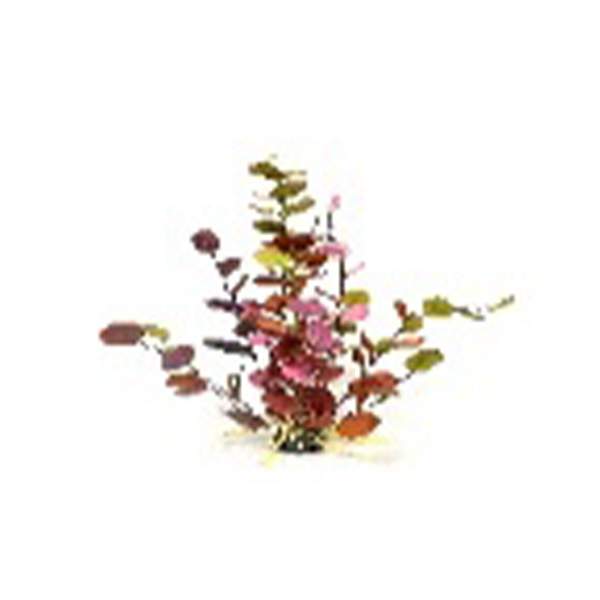 X-Large Multi Color Leaf Plant D 47501