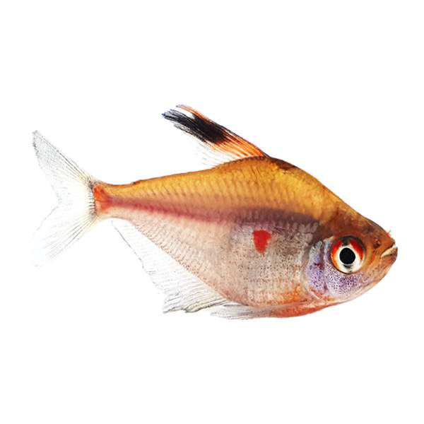 Bleeding Heart Tetra