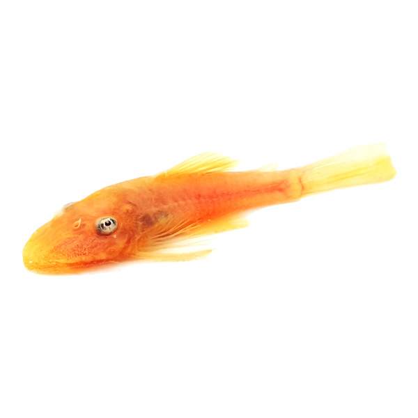 Lemon Blue-Eye Bristlenose Pleco Catfish
