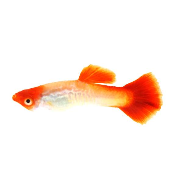 Red Koi Cobra Guppy Male