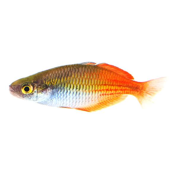 Boesemani Rainbowfish