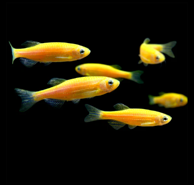 Sunburst Orange GloFish Zebra Danio