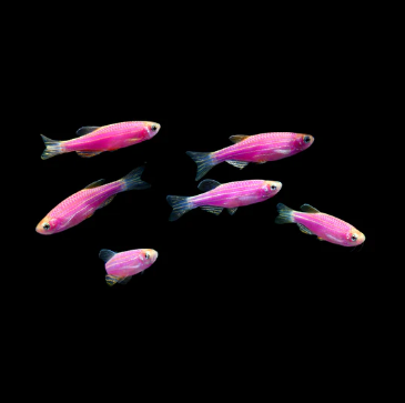 Glofish for sale