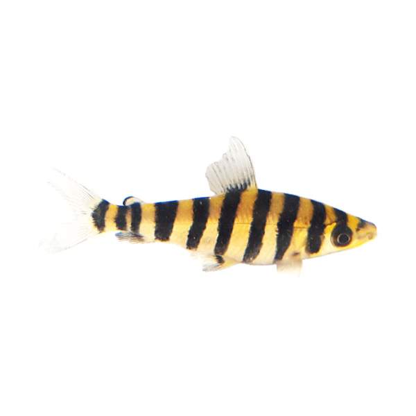 Black-Banded Leporinus