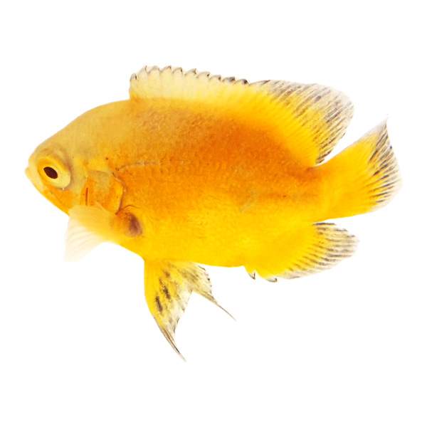 Lemon Oscar